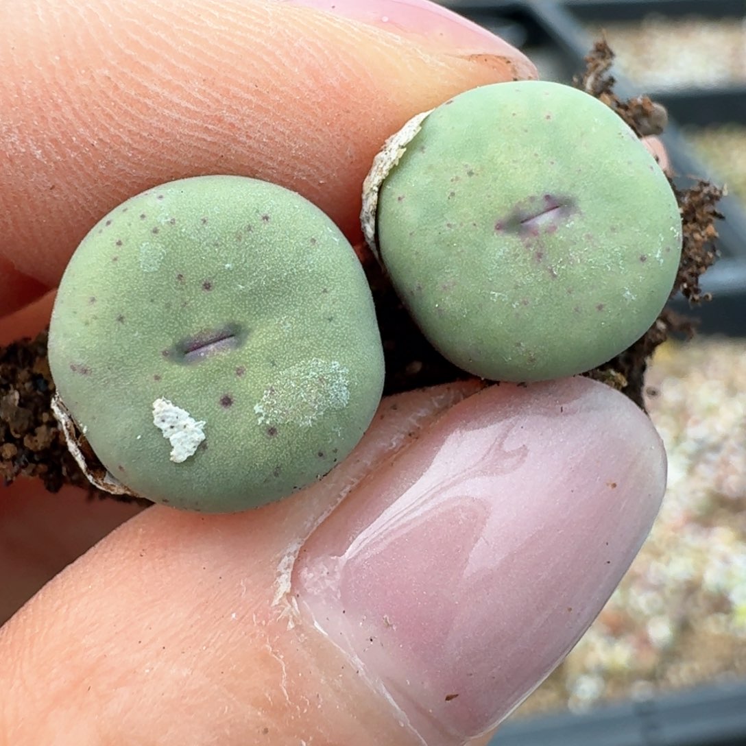 139两颗紫皮大红嘴