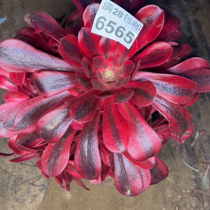 6565美杜莎多肉植物