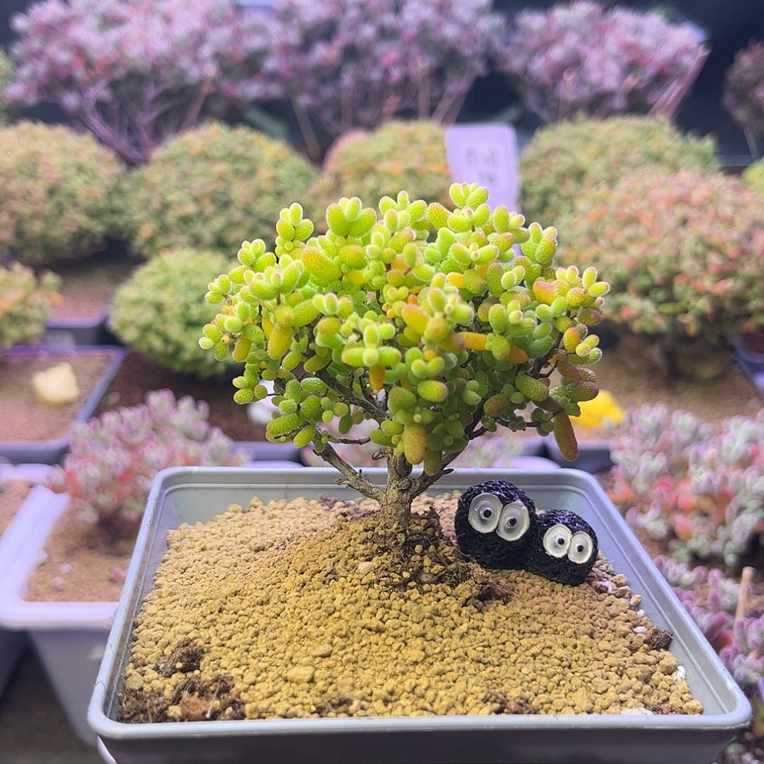 802金桔糖球枝干番杏