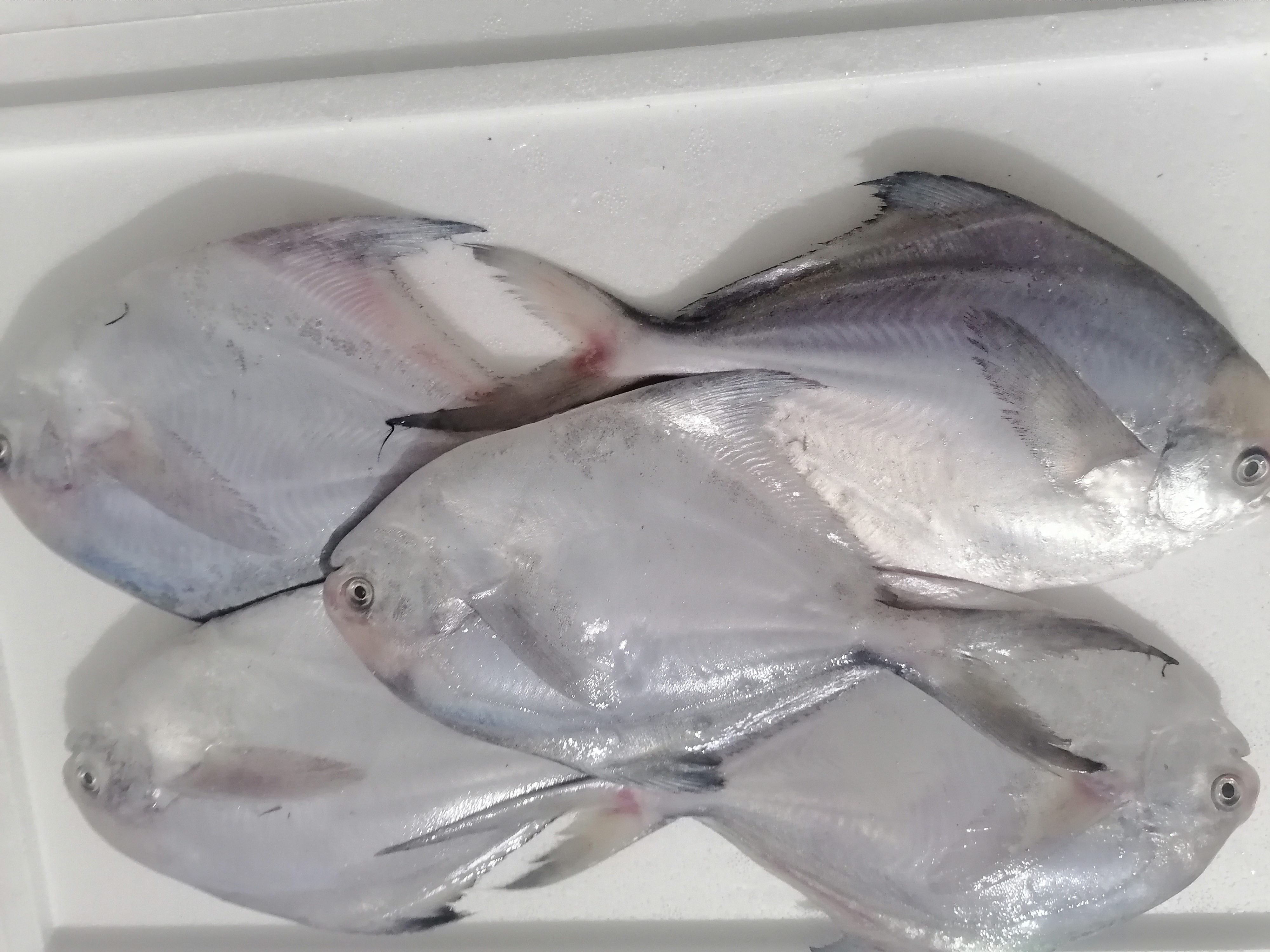 新鲜冷冻野生海捕银鲳鱼刺少肉嫩顺丰冷链运输海鲜