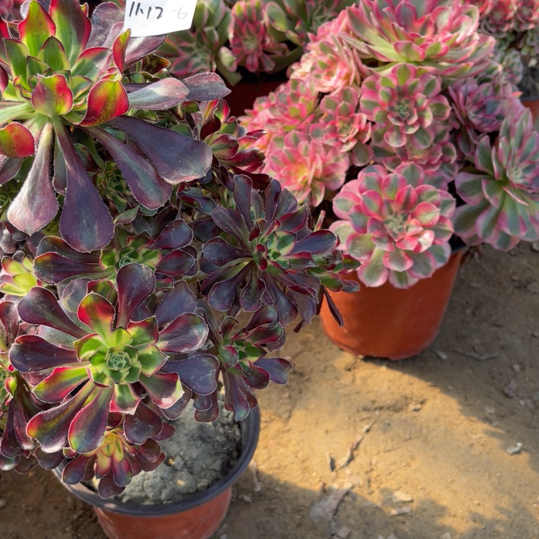 心***e11-12-6冰淇淋法师锦