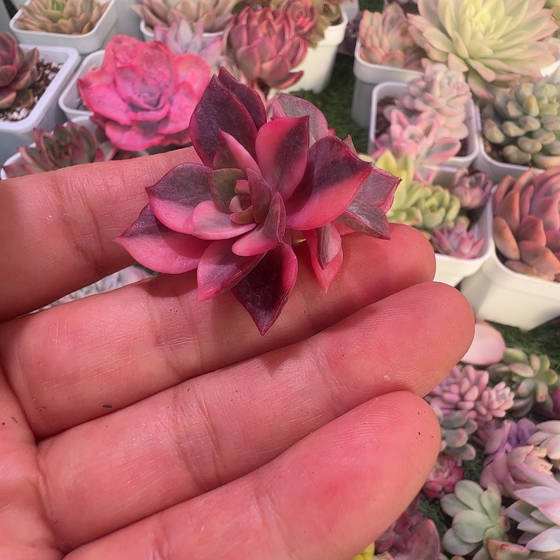 一***坏多肉植物多肉植物