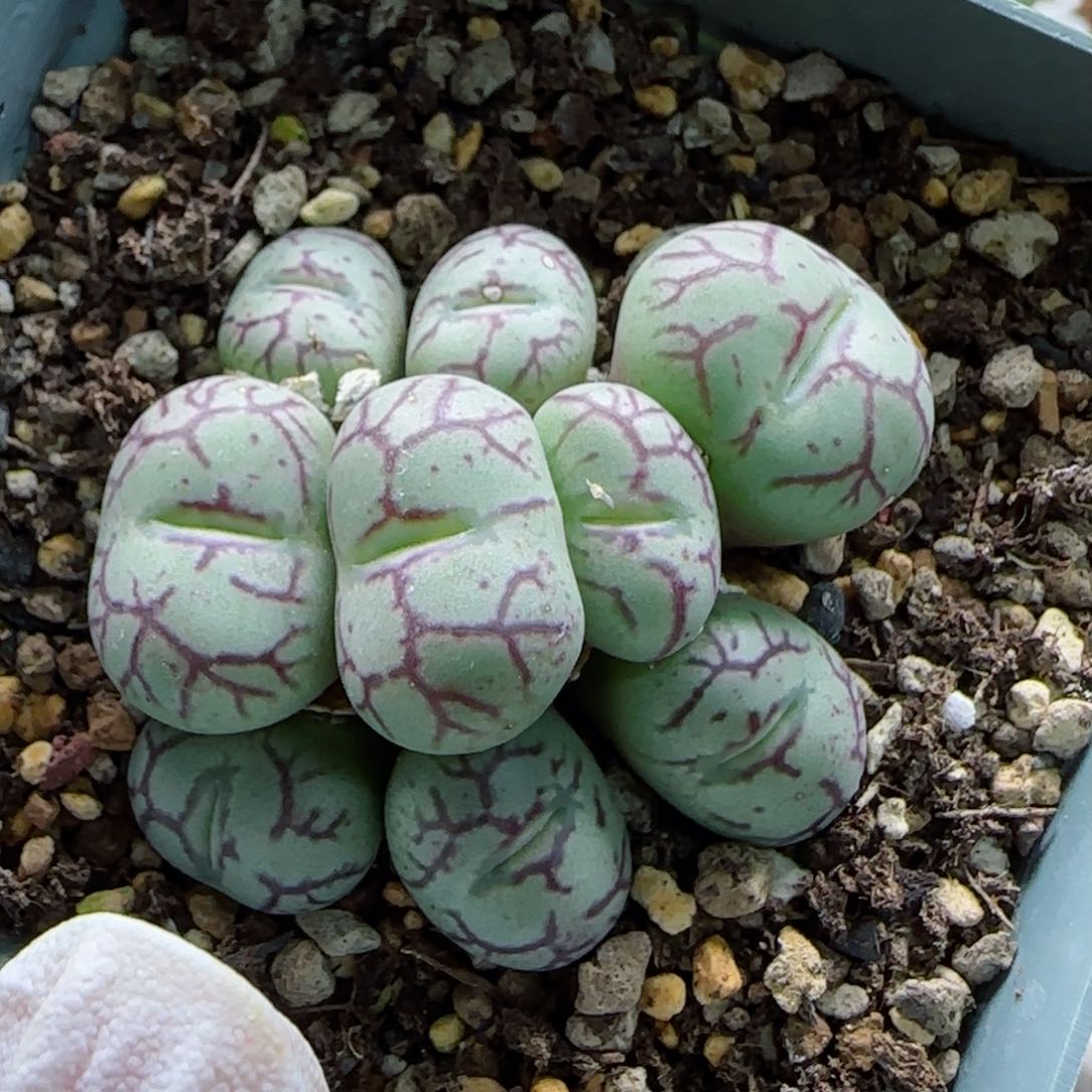 1-22-7-3当天满58包邮10头杂交多肉脱土