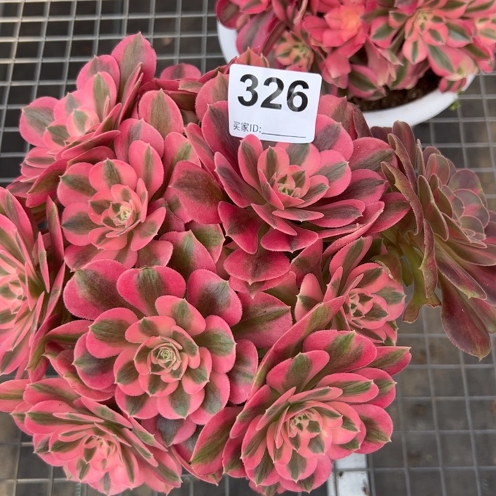 326女巫22厘米左右