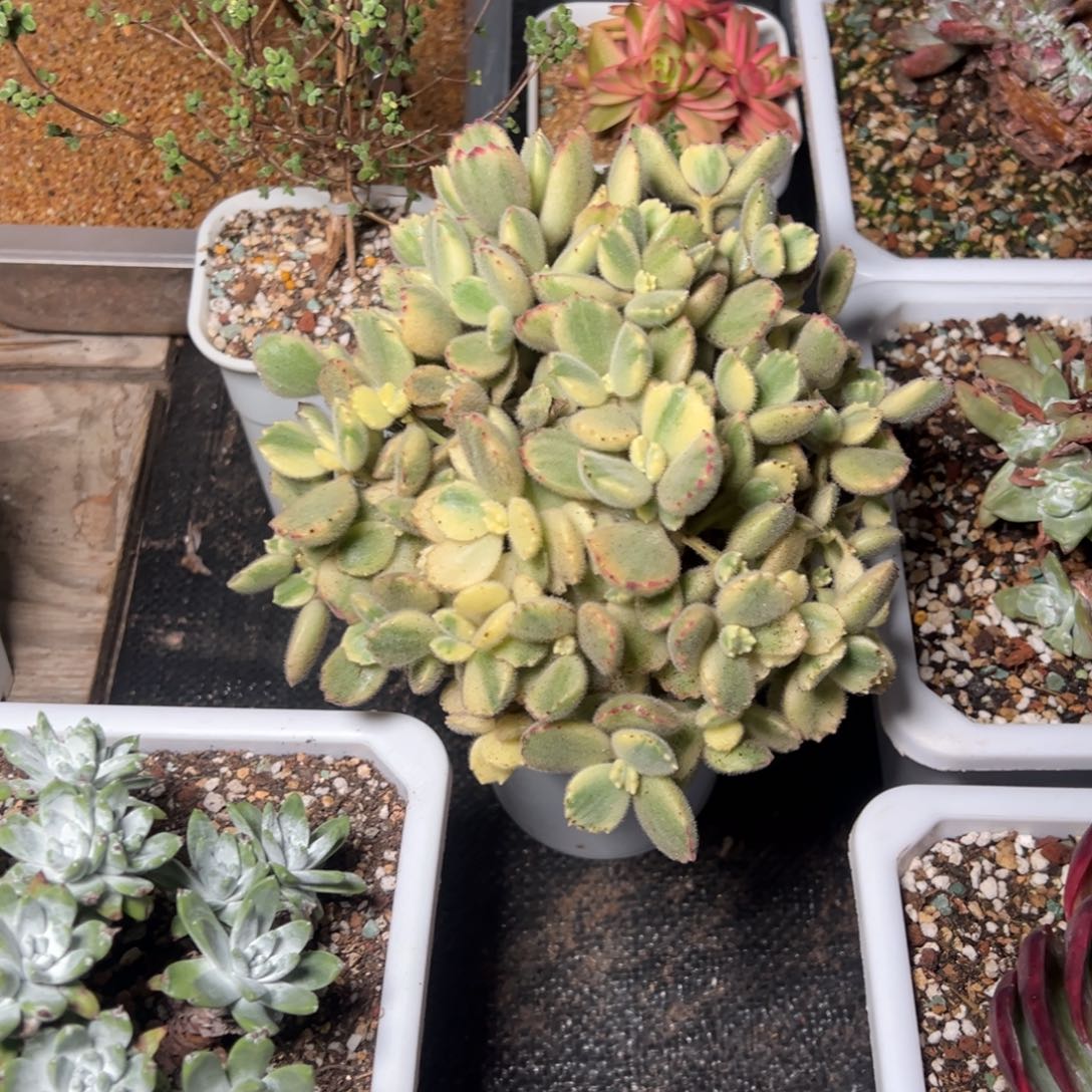 风****起2851哈哈哈哈哈哈哈哈哈