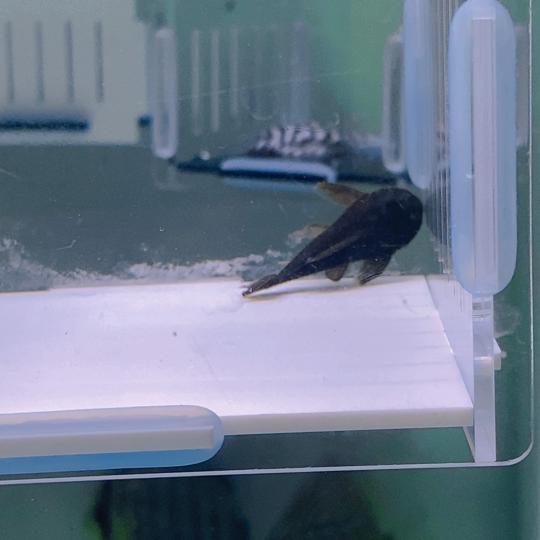 清道夫鱼达摩异型12号