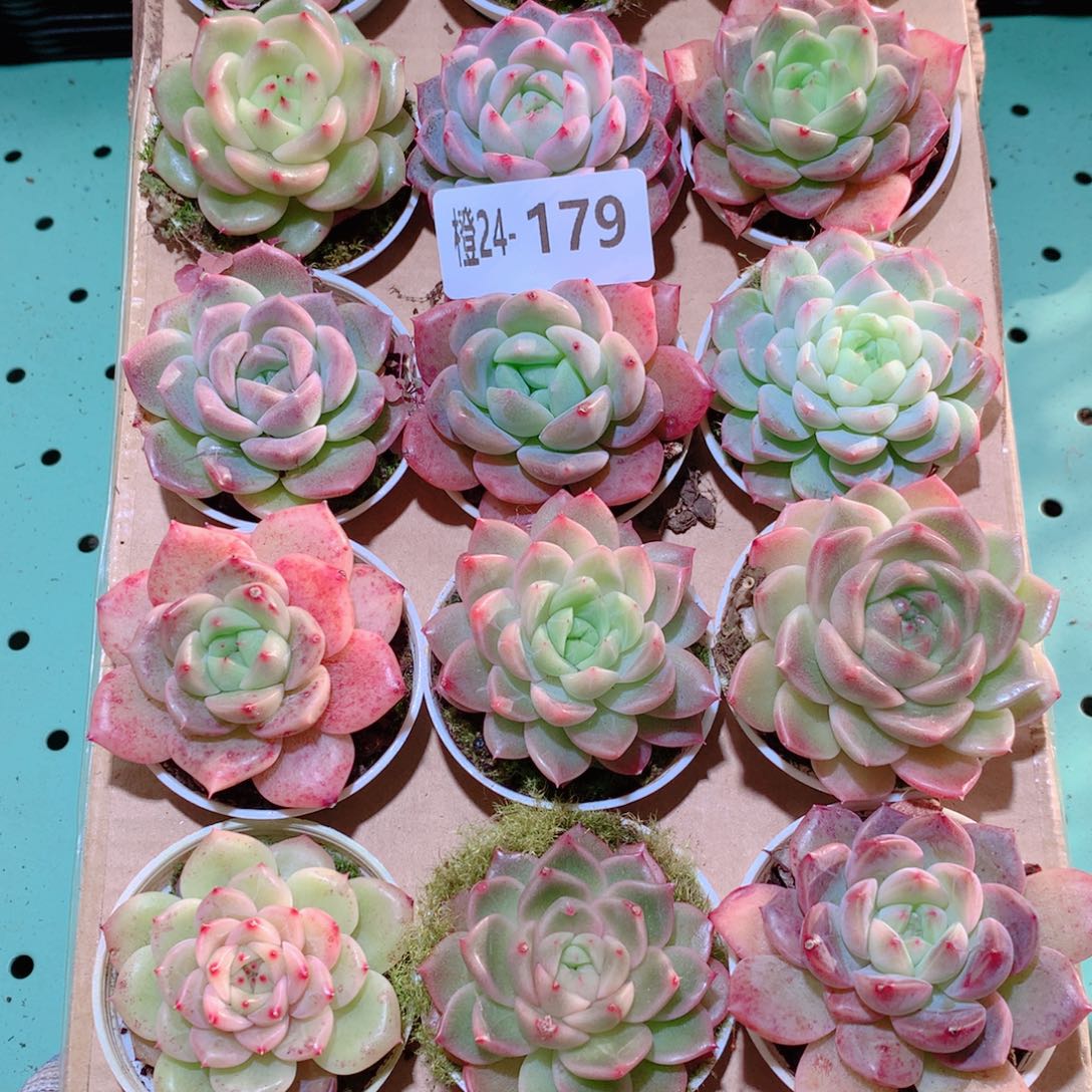 24-179一物一拍多肉带盆18颗