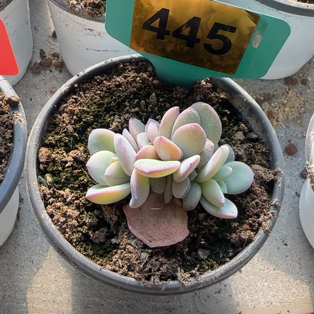 是***呀445号韩版奶茶一颗