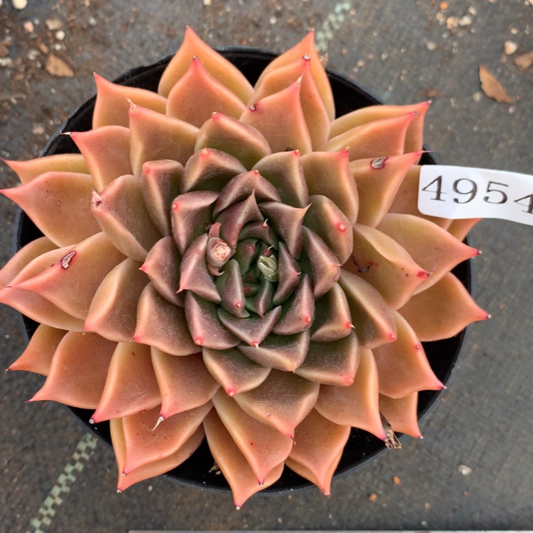 4954杂交精品基地11厘米