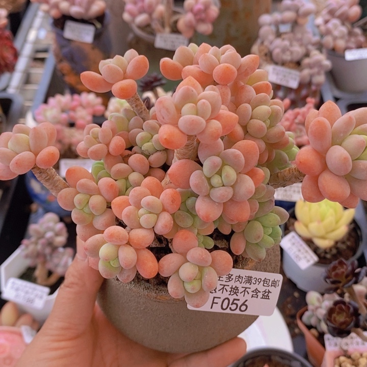 鱼子酱老桩11cm1056多肉植物