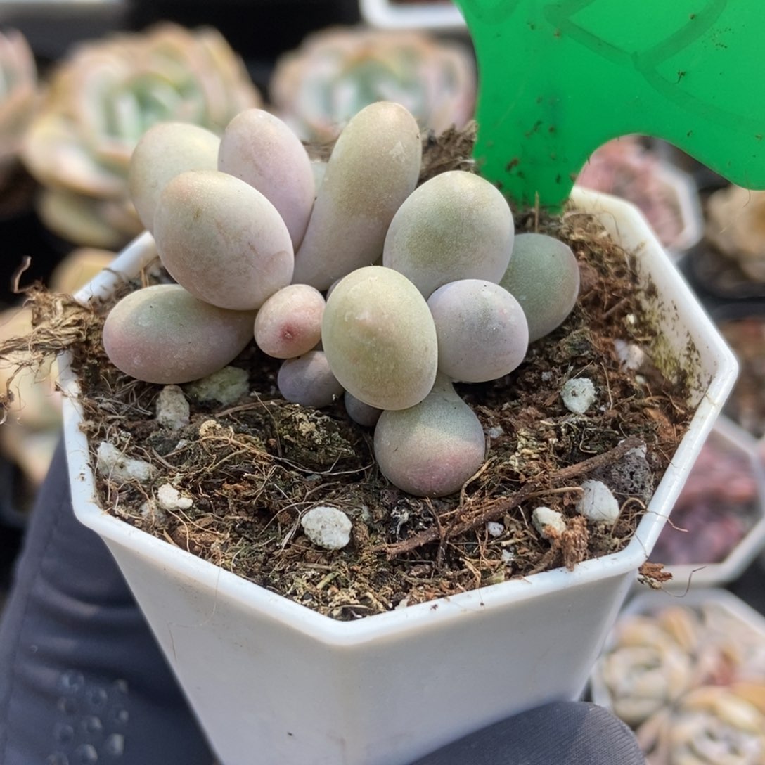 822彩虹奶多肉植物保护