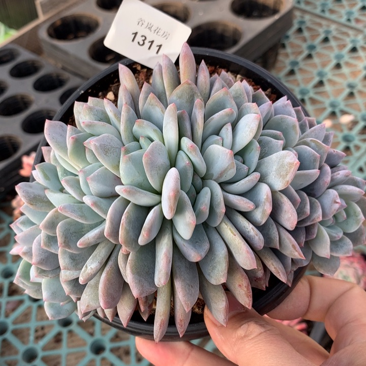 13号下午，，1311一颗