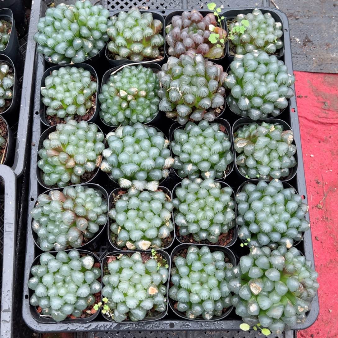 瑕疵冰灯多肉植物一颗多肉