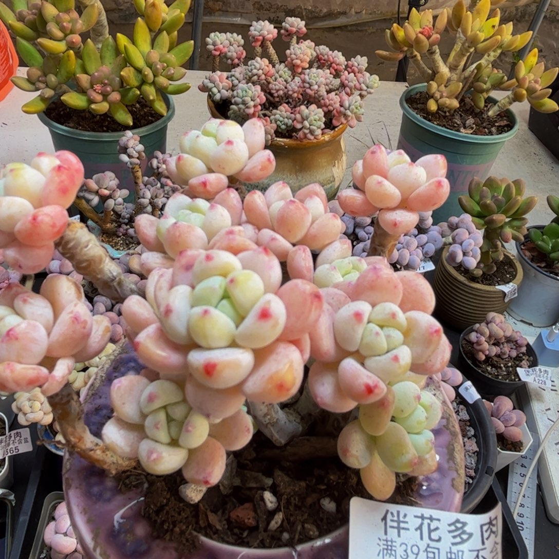 276/10cm白罗琦多肉植物