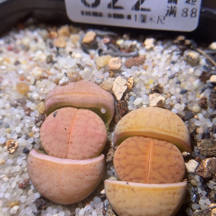 精品生石花27.522猪皮