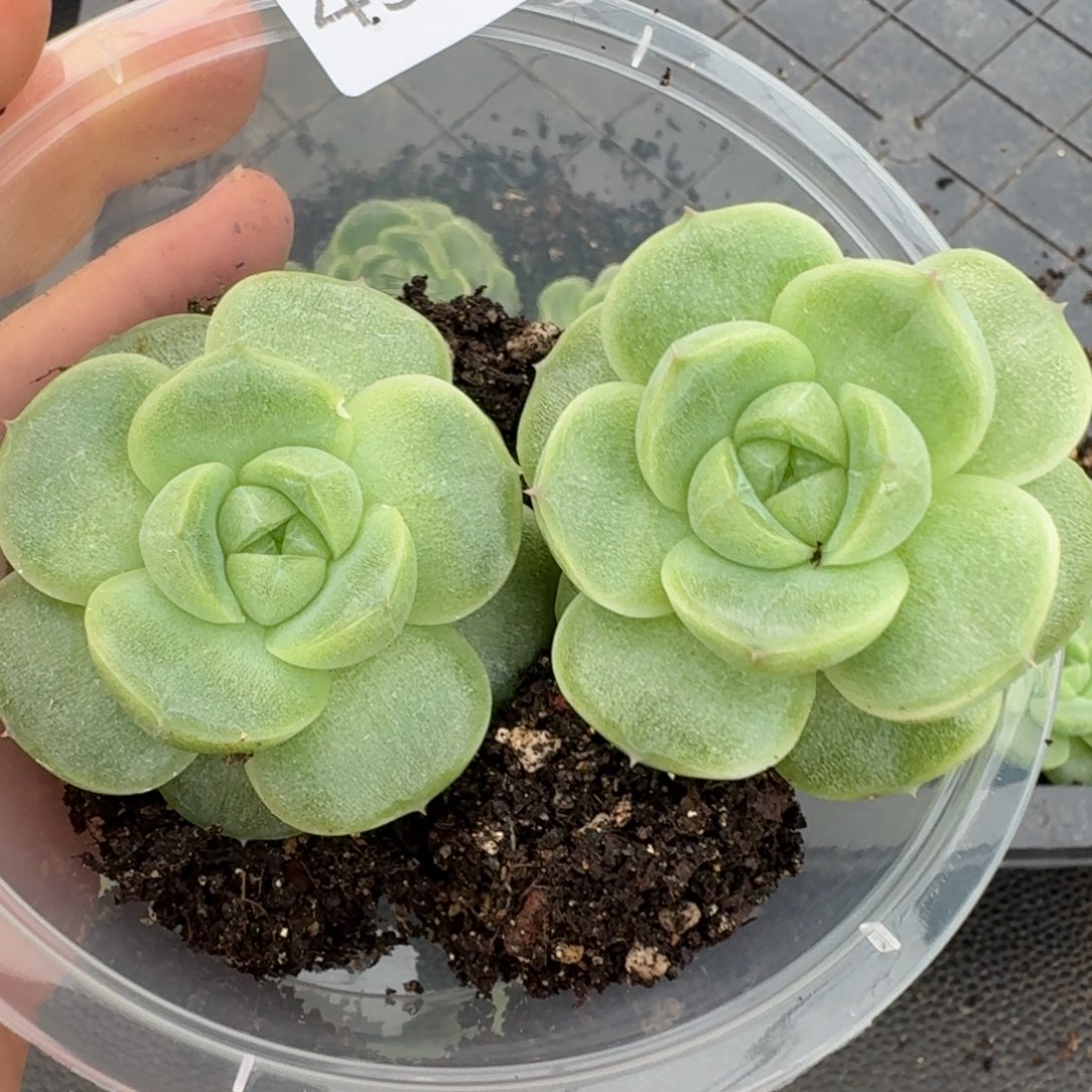 一物一拍一物一拍1108-431
