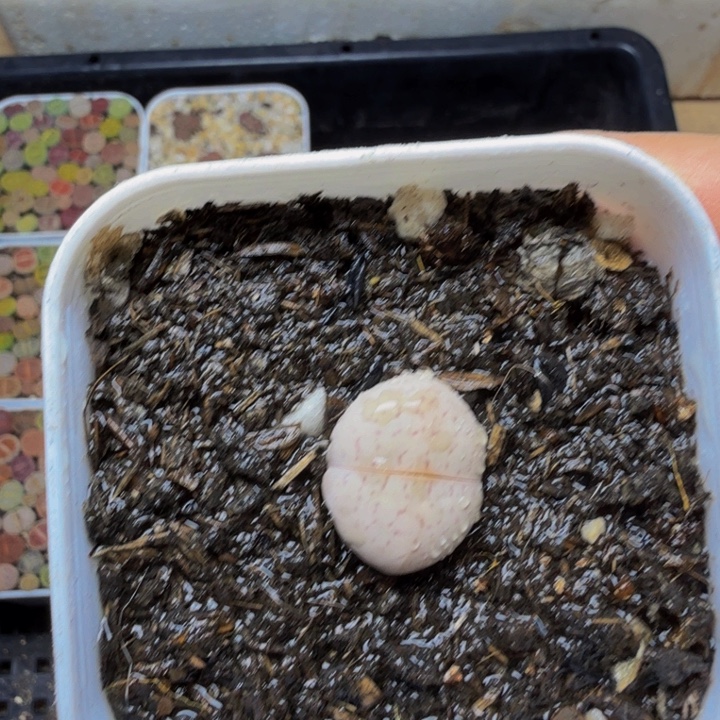 ****家多肉植物的生长发育22