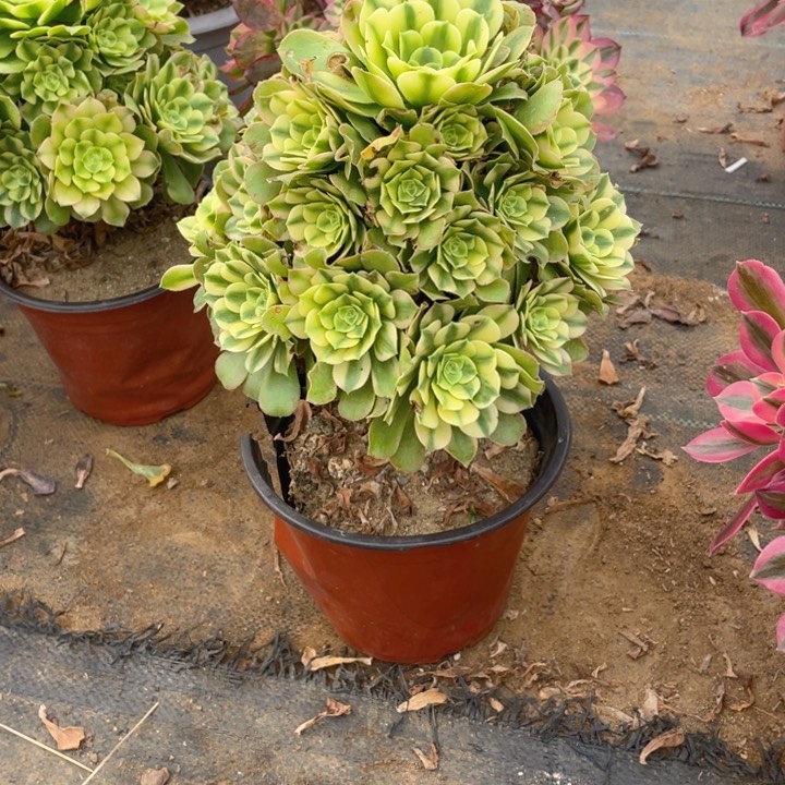 759辛尼亚法师多肉断枝不售后