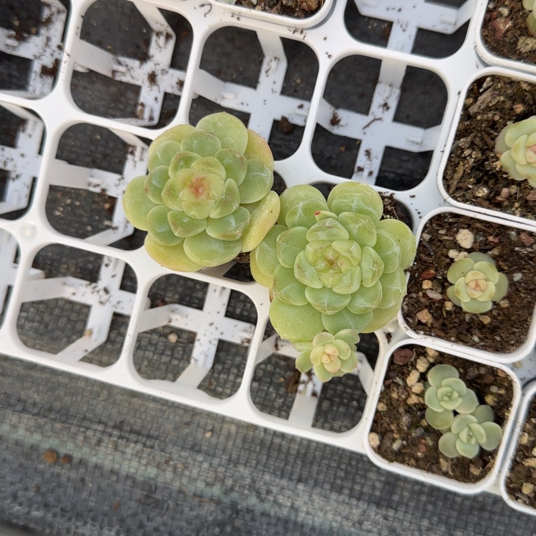 财富615大盆一个3床满25包邮