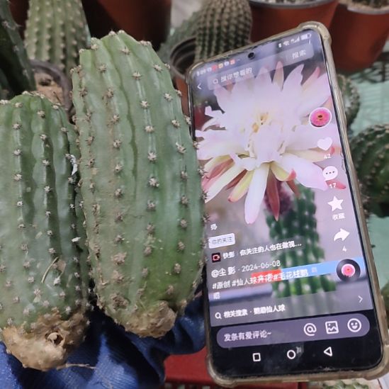 仙人球毛花柱鹦鹉侧芽两个打包