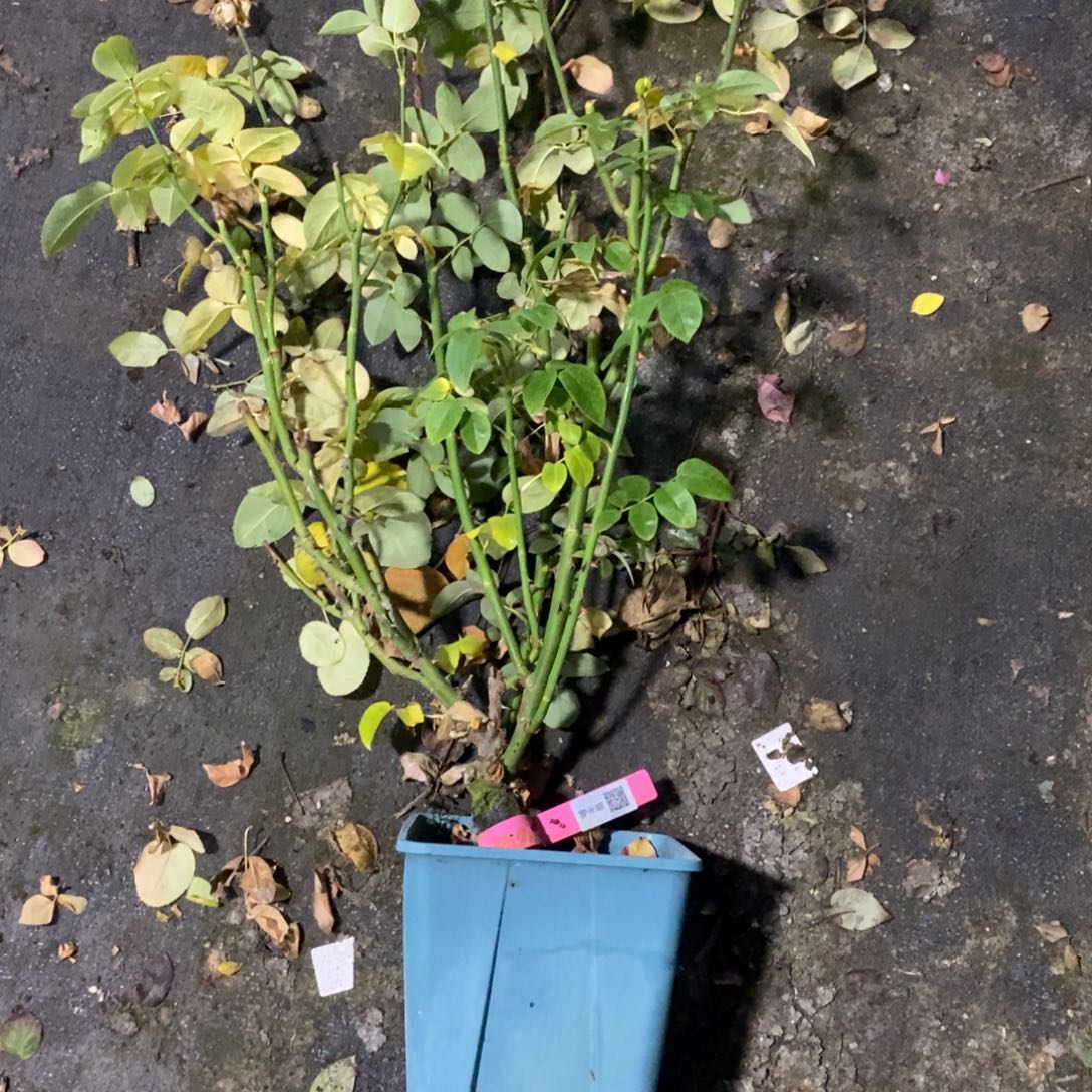 无花朵罗米娜玫瑰土球发货