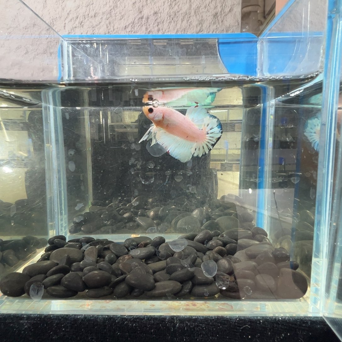 斗鱼阿浩泰斗27日87