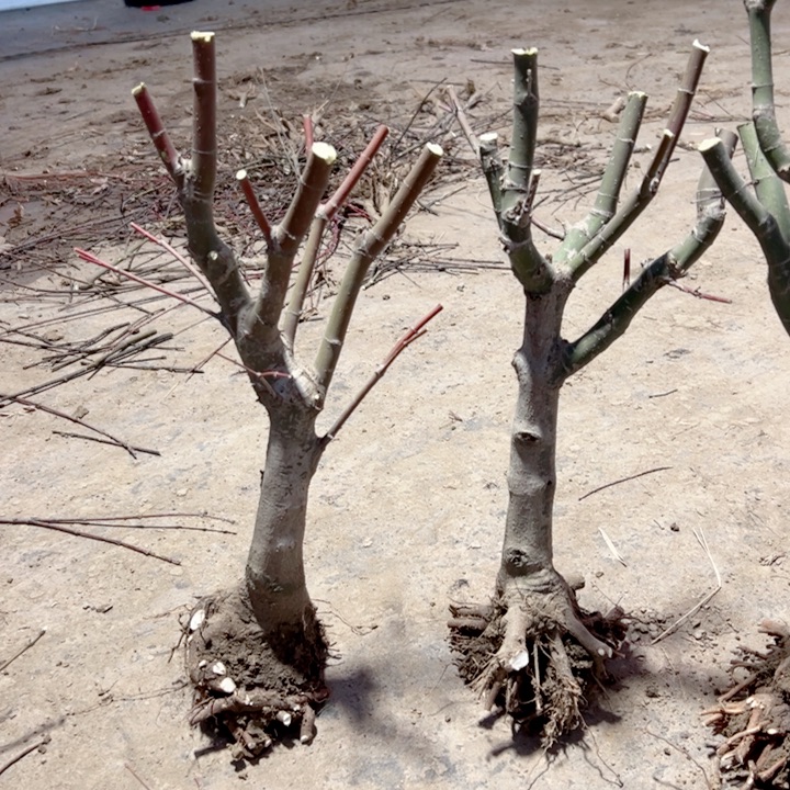 缘***仔无花朵枫树……枫树