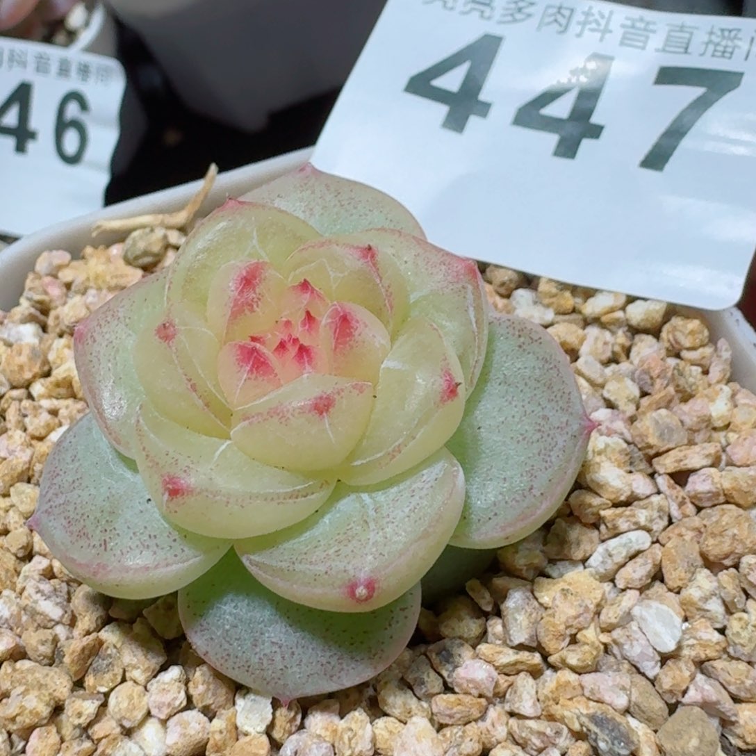 江南         精品多肉