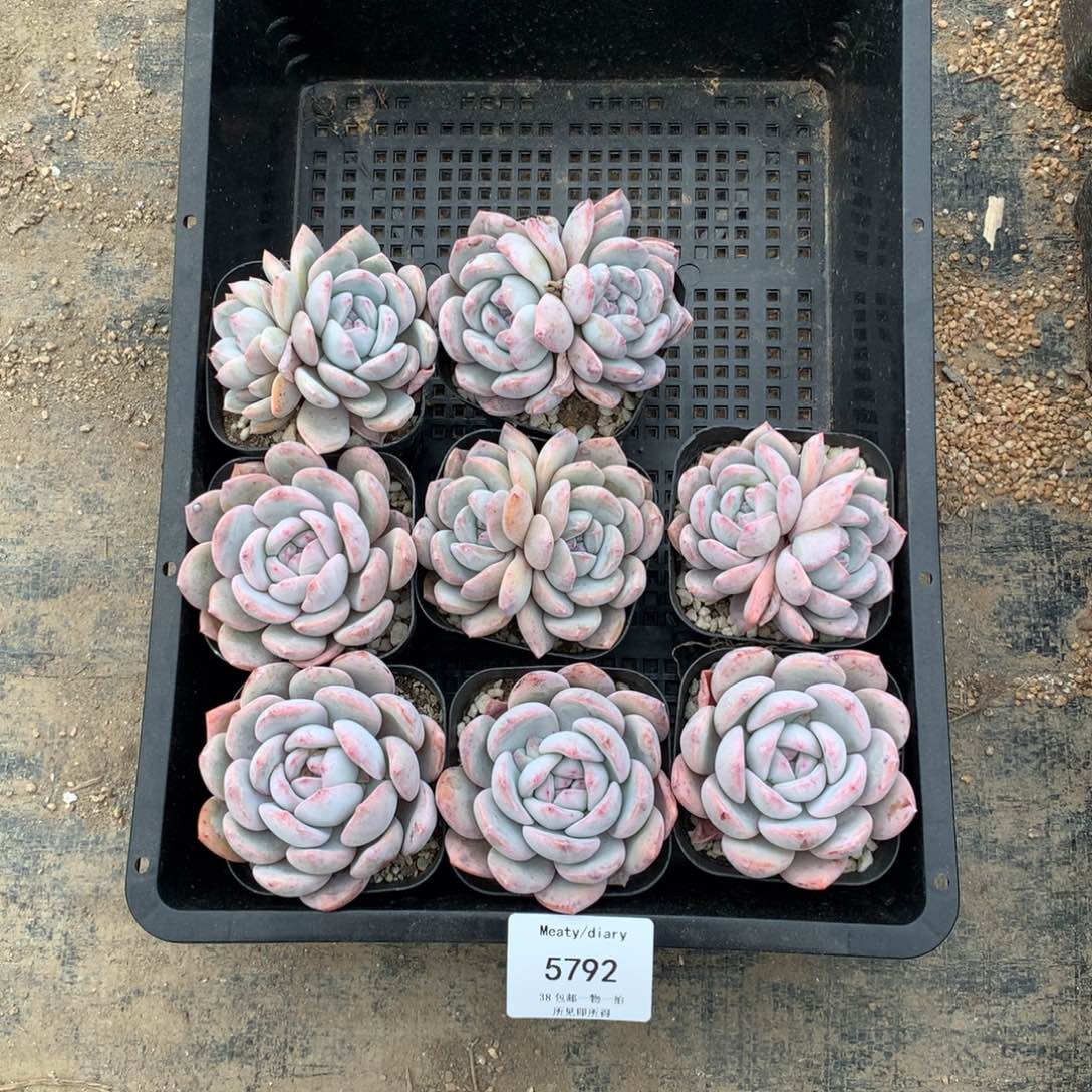 5792橙子6厘米8颗脱土发