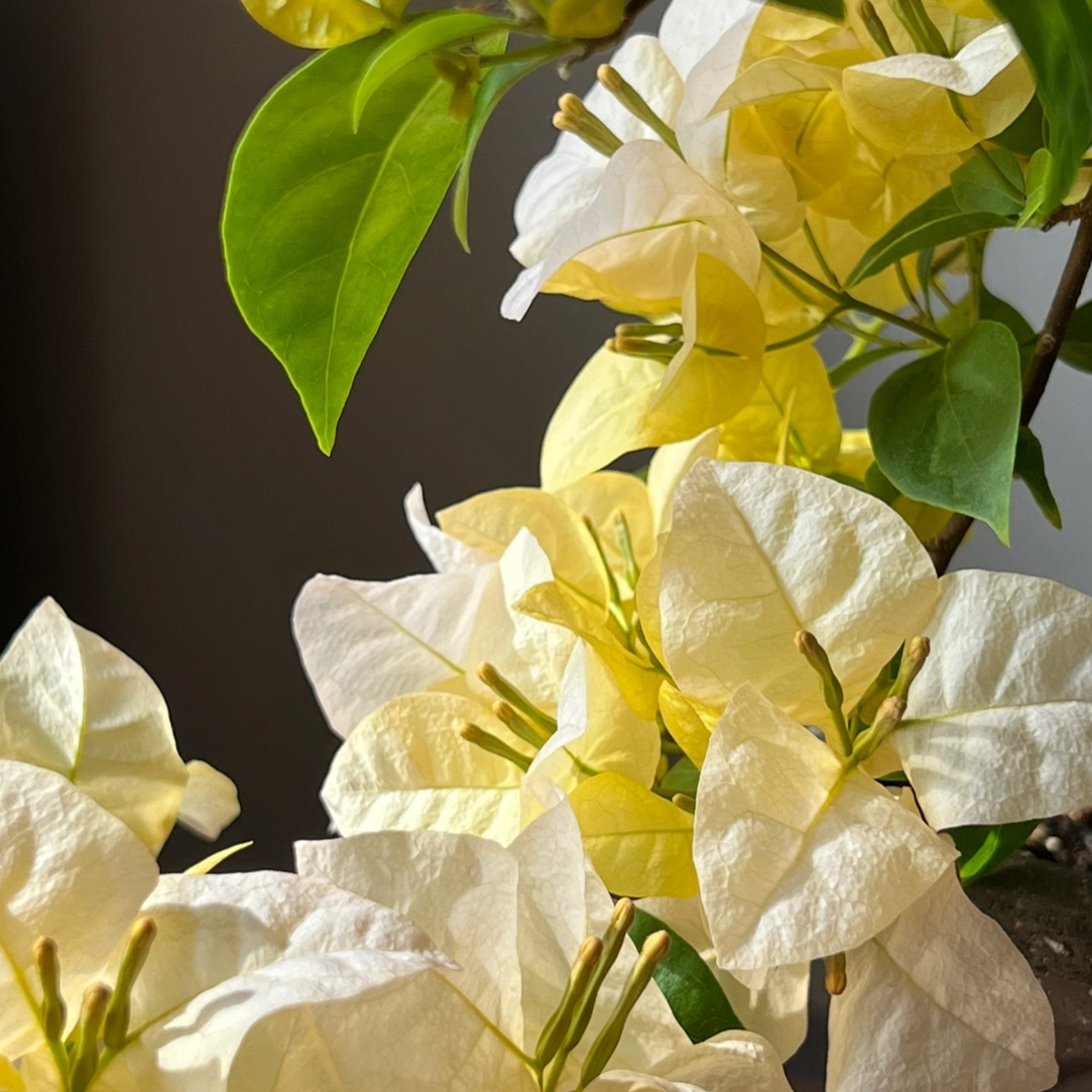 【黄女郎】四季开花勤花（落花落叶不售后一个月内换盆不售后）如意