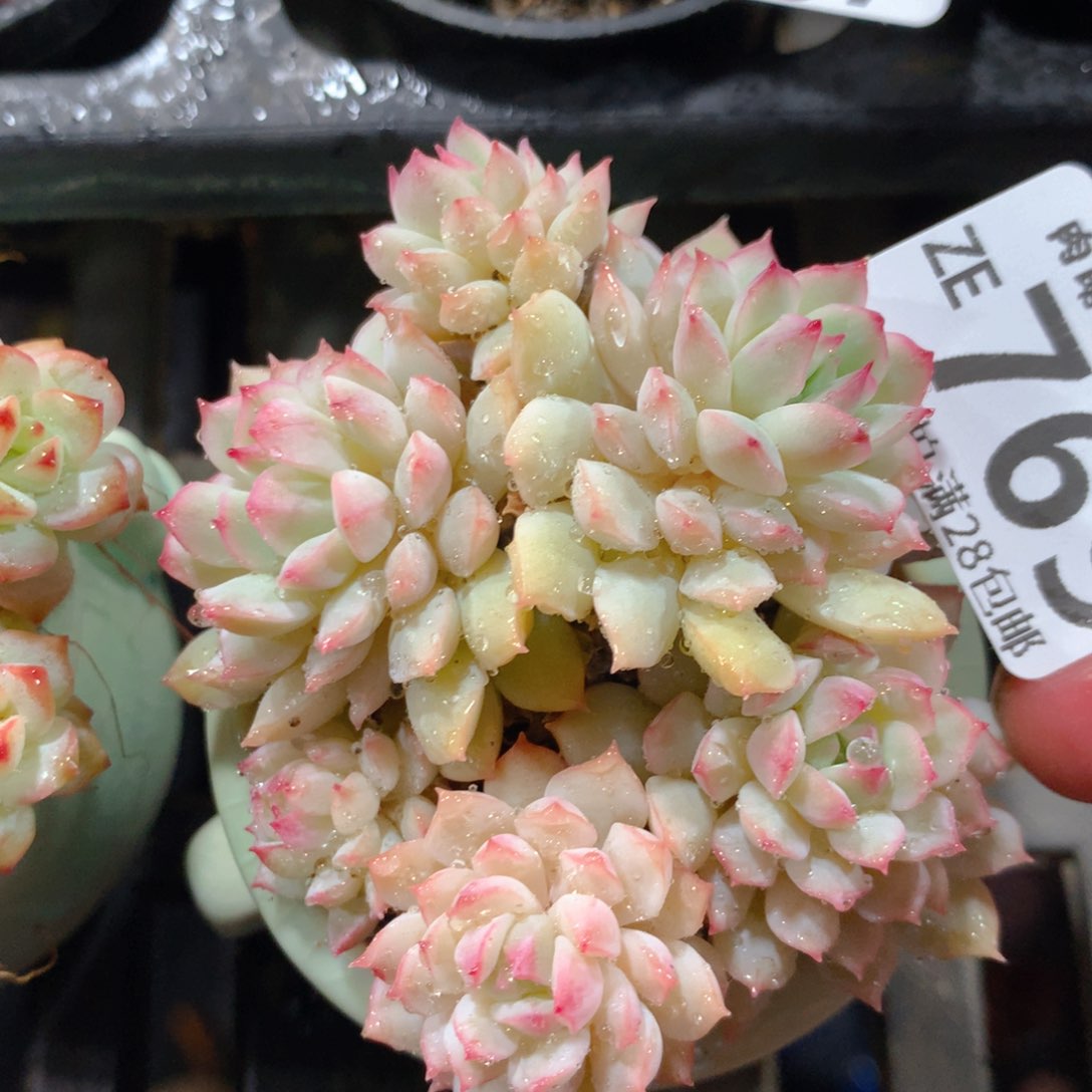 5CM拇指盆精控多肉ZE769