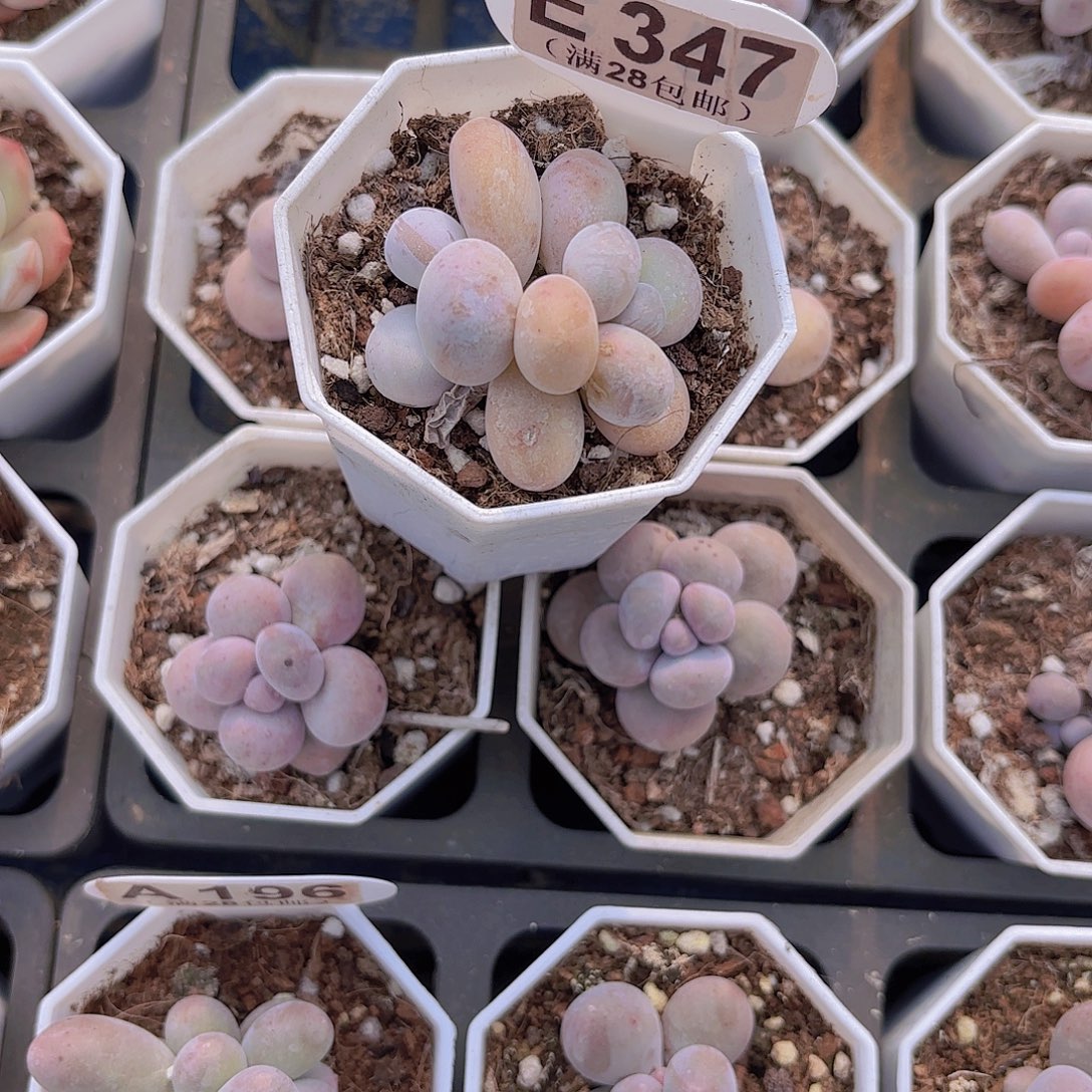 E347奶酪一物一拍