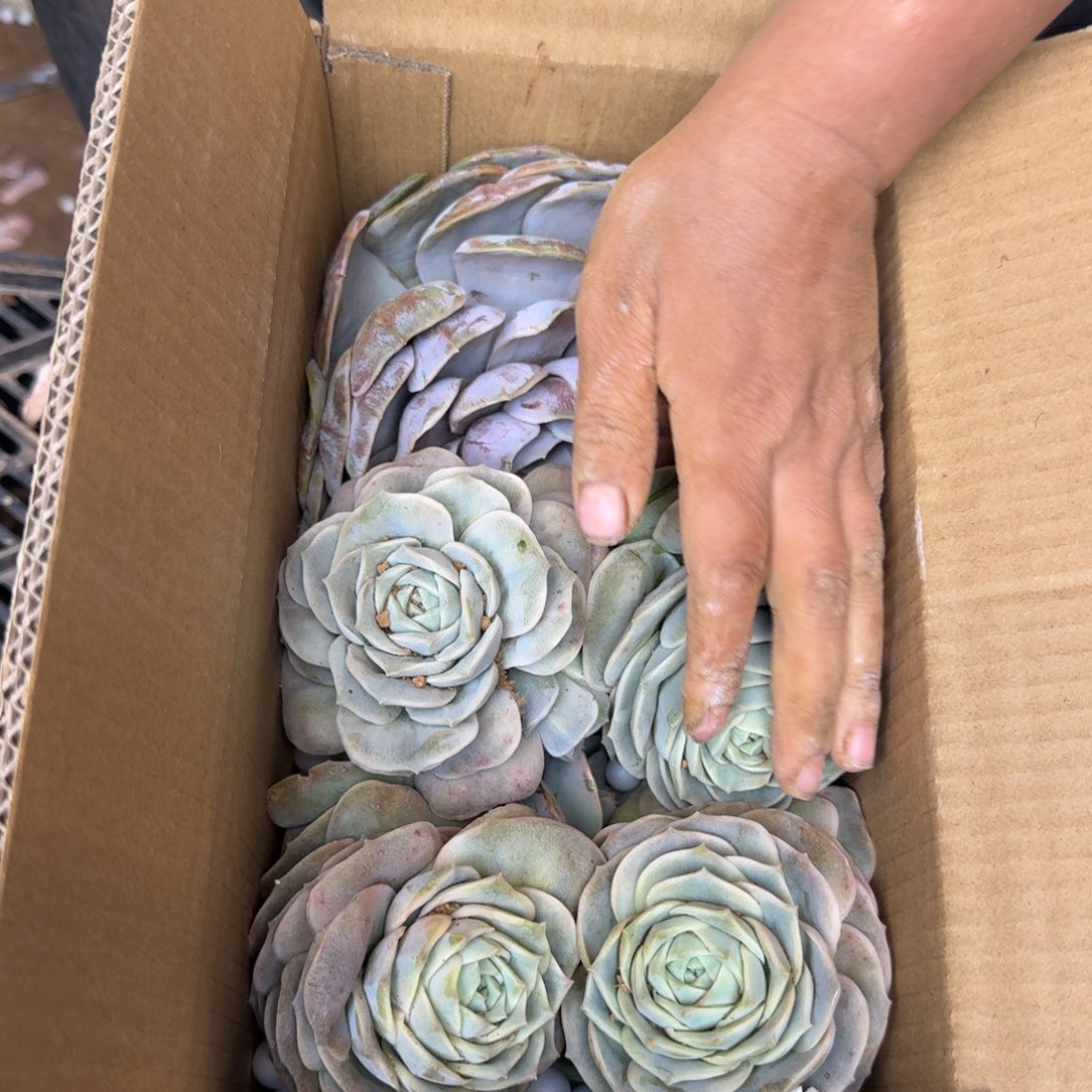 小****多肉砍头 不包损7333