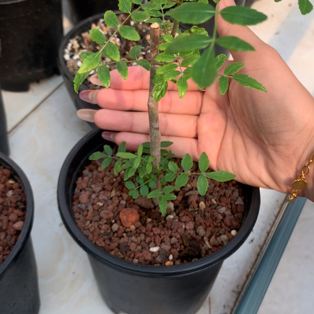 保利没药哈哈哈哈