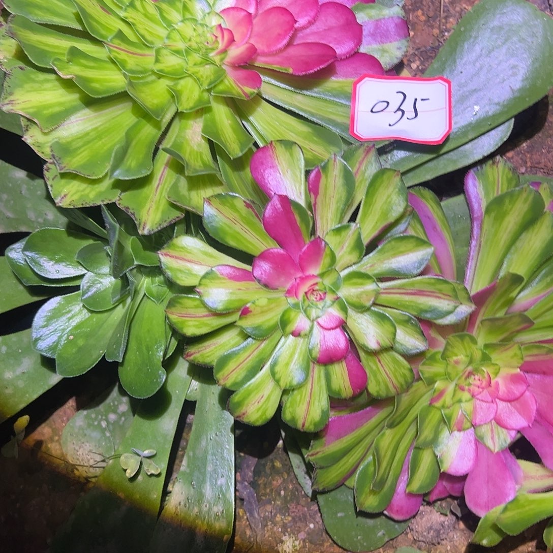 幸***草精品多肉植物035砍头