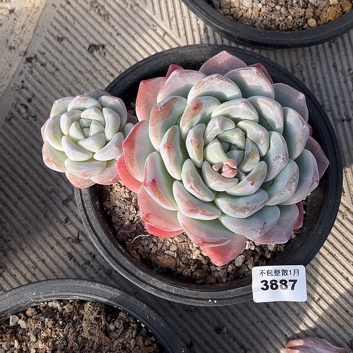 阿雅园艺。     3887小仔会散