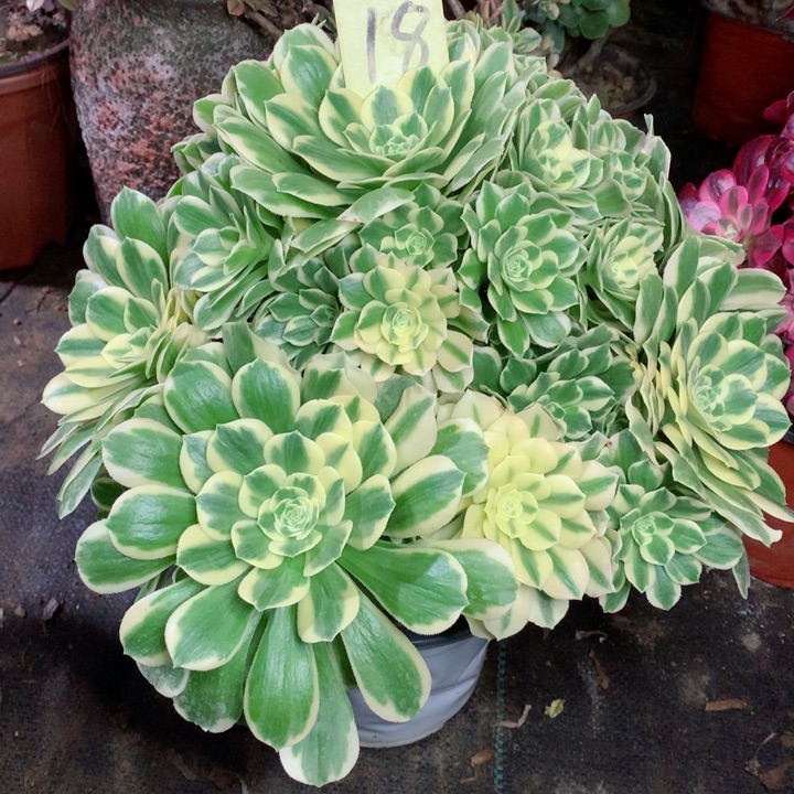 18迈巴赫多肉111111