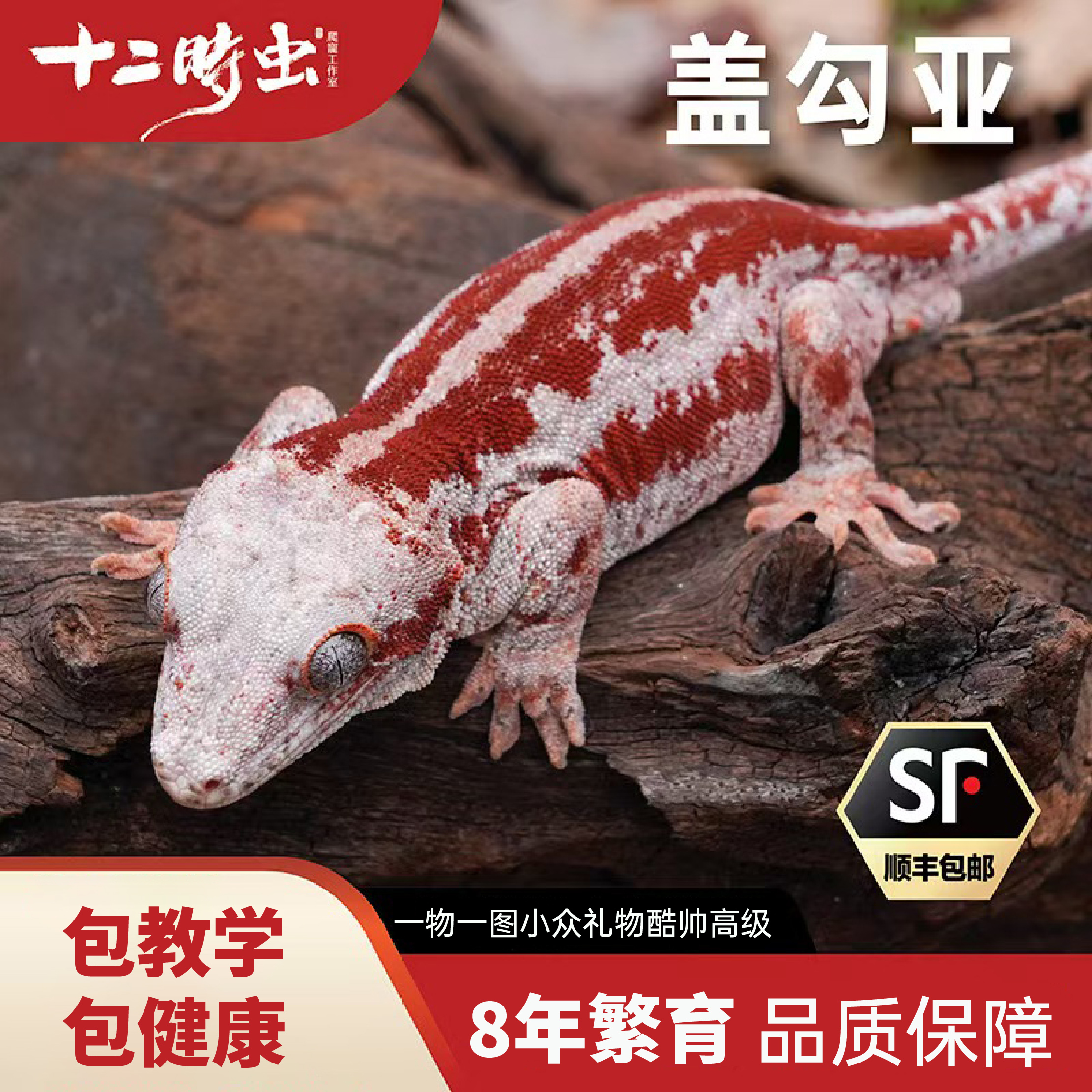 【十二时虫】盖勾亚守宫爬虫爬宠小众礼物酷帅高级