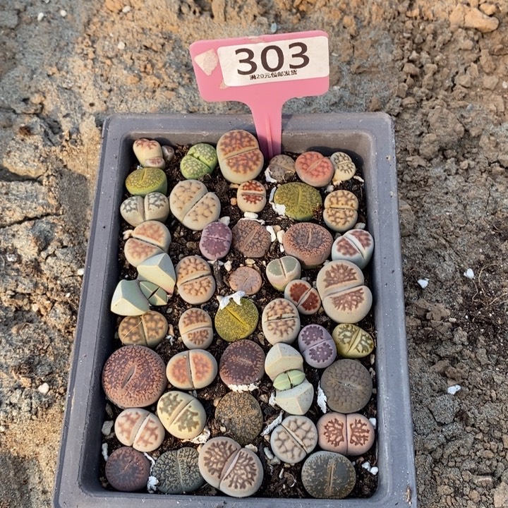 胯***气生石花等植物的生长303