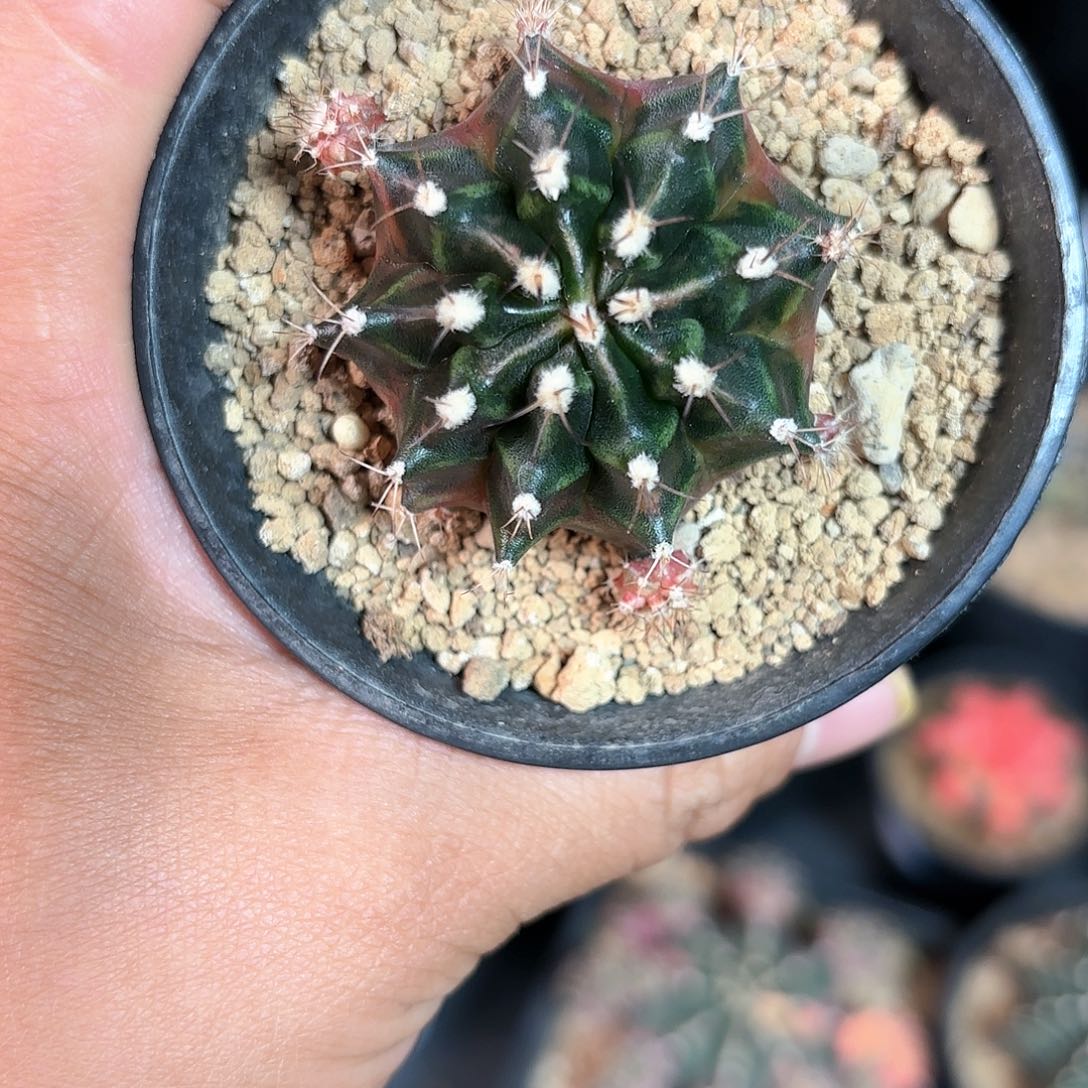 泰系米哈仙人球乌贼