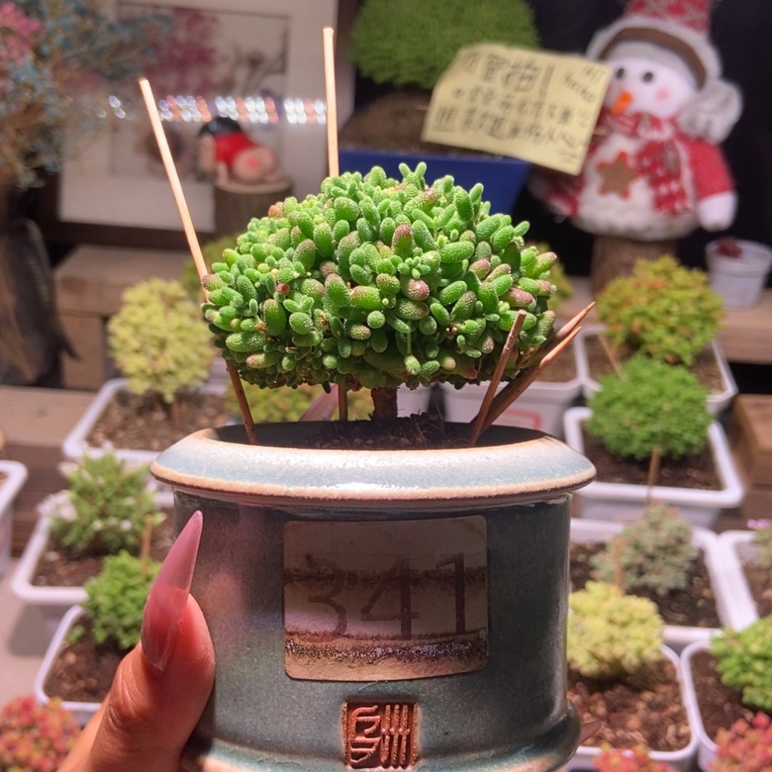 蜜橘一物一拍带盆土发货