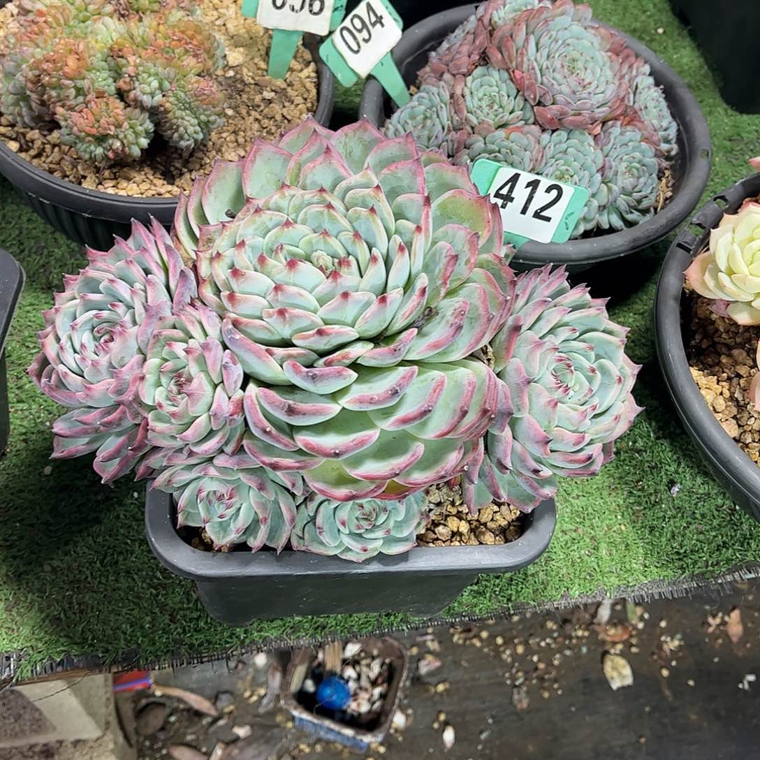 短***短惊鸿仙子母本多肉植物保护412