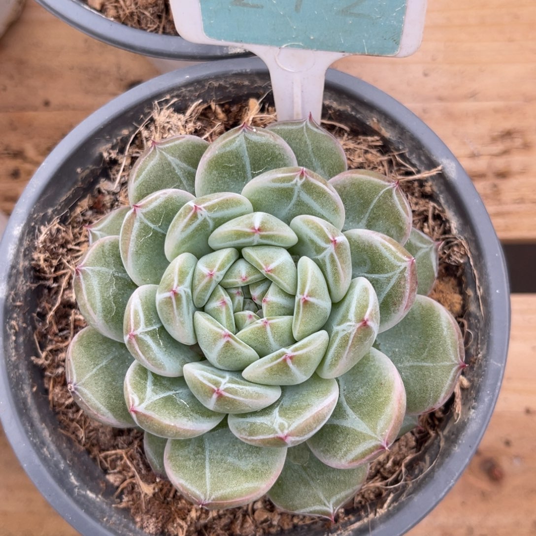 云尘多肉一物一拍