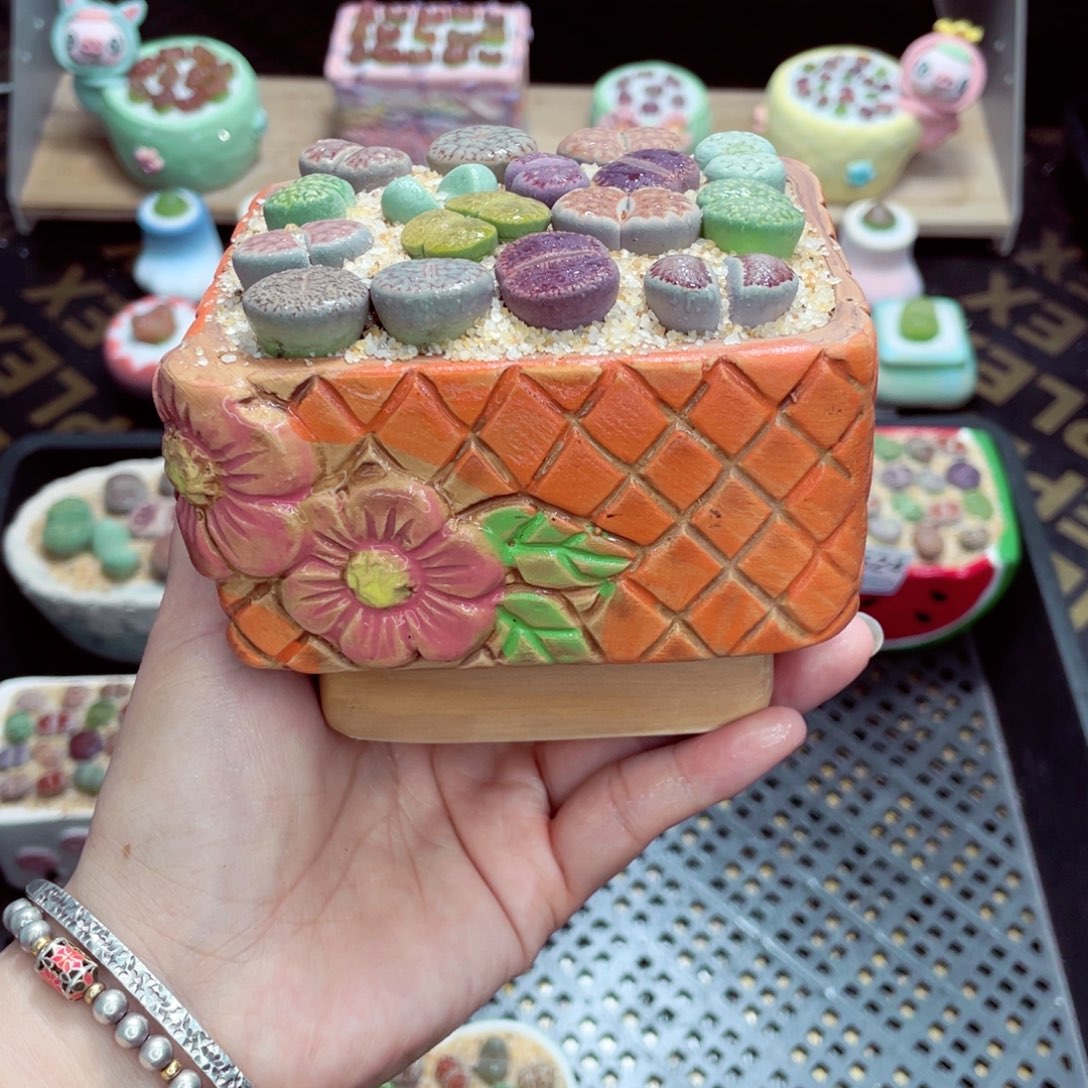 用***5w8627 带盆土发货一物一拍