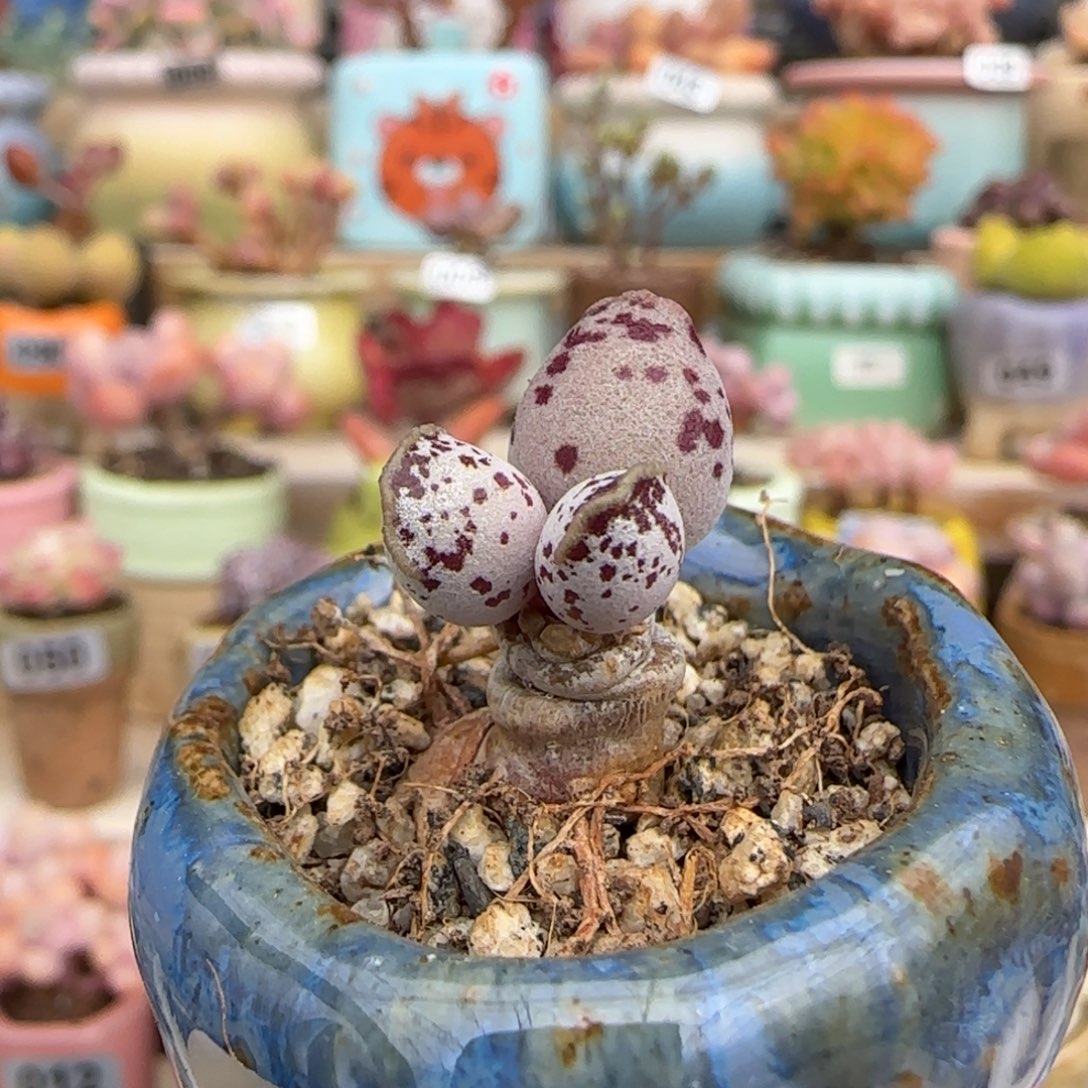 优选 达摩白丸11