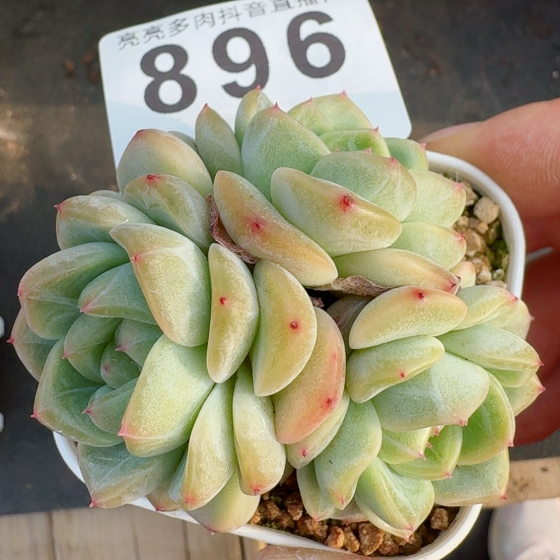 甜心群生         精品多肉