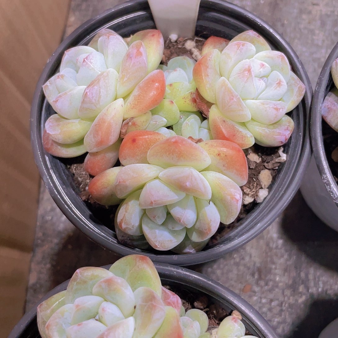 望***安冰玉e046一物一拍