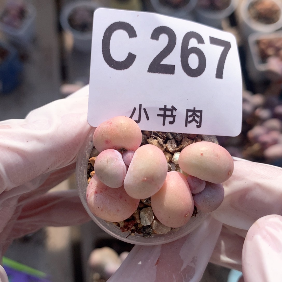 水光针水光针267