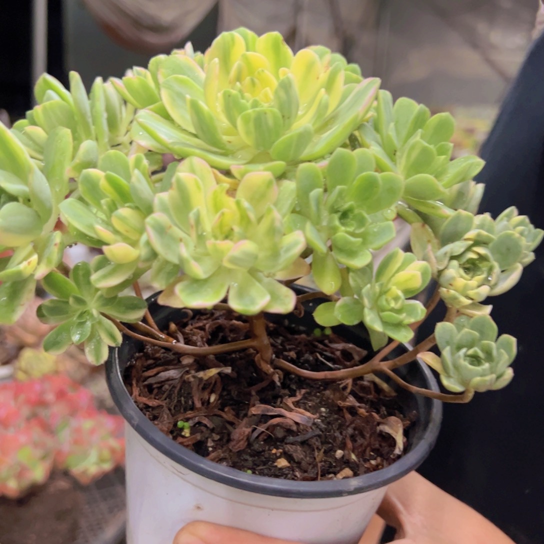 爱染锦整装整群老桩