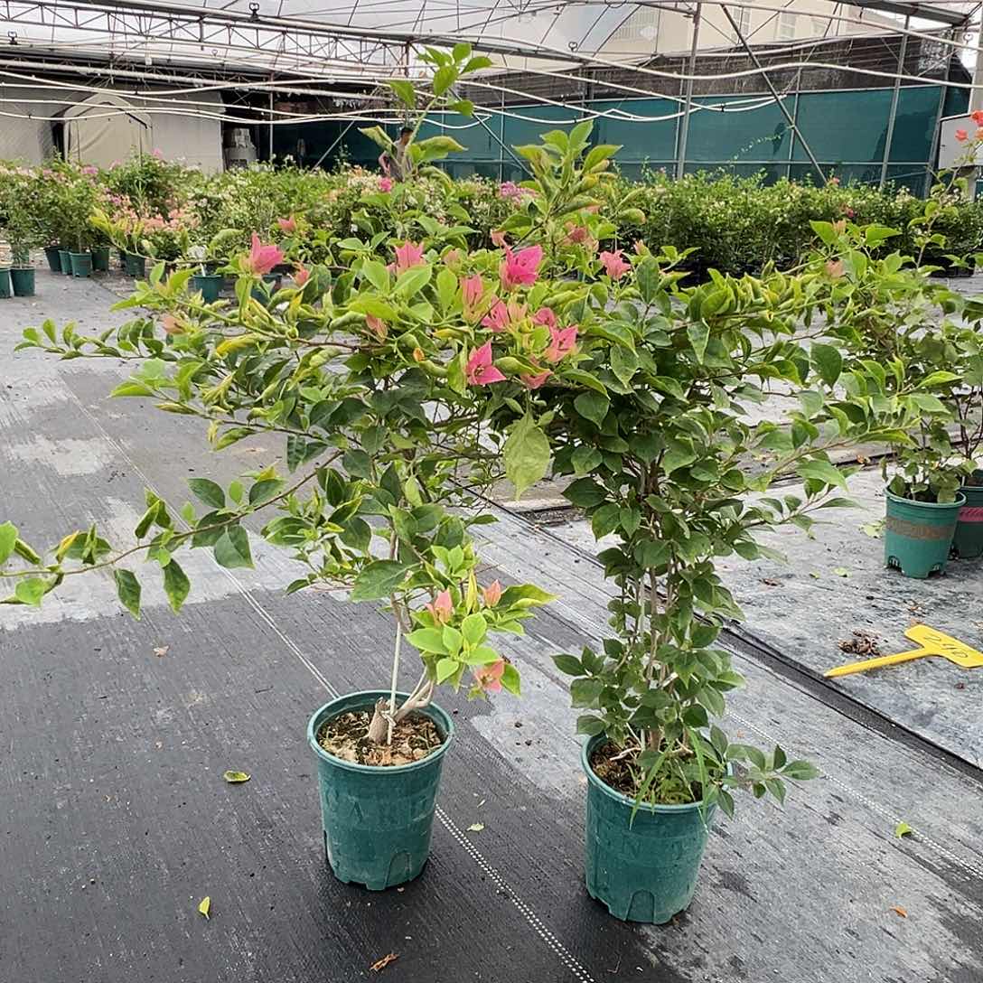 当前无花栽培后可以开花酒红带竹一颗